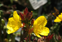 Oenothera fruticosa 'Fyrverkeri' bestellen
